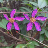 Sweet Big Flower Stud Earrings - Sexikinis Swim